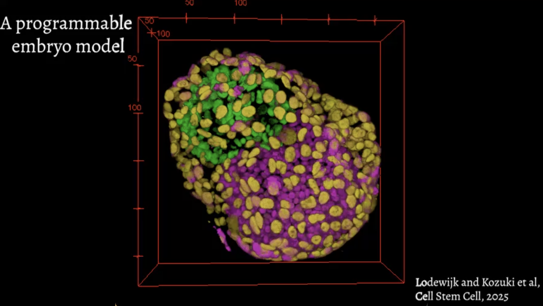 Graphic of embryoid model